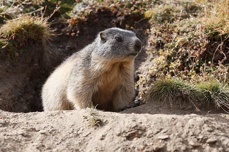 Marmotte, marmotte e ancora marmotte !!!